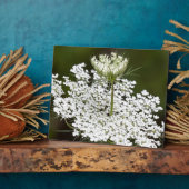Koningin Ann's Lace Fotoplaat (Zijkant)