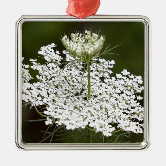 Koningin Ann's Lace Metalen Ornament (Voorkant)