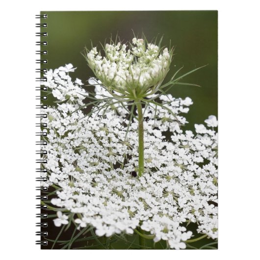 Koningin Ann's Lace Notitieboek (Voorkant)
