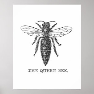 Koningin Bij Illustratie Insect Poster