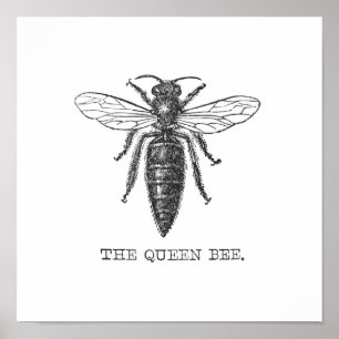 Koningin Bij Illustratie Insect Poster