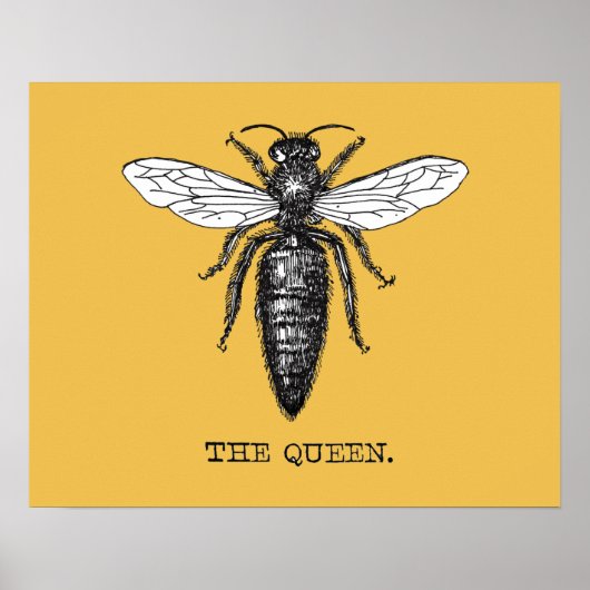 Koningin Bij Illustratie Insect Poster (Voorkant)