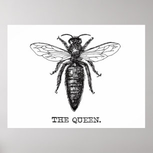 Koningin Bij Illustratie Klassieke Tekening Poster