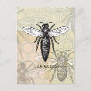 Koningin Bij Insect Antieke Illustratie Briefkaart