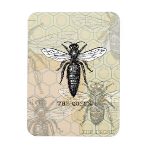 Koningin Bij Insect Antieke Illustratie Magneet