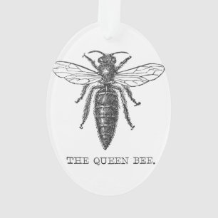 Koningin Bij Insect Antieke Illustratie Ornament