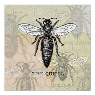 Koningin Bij Insect Antieke Illustratie Poster
