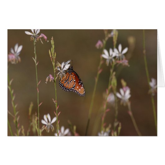 Koningin Butterfly en molenroos (Voorkant Horizontaal)