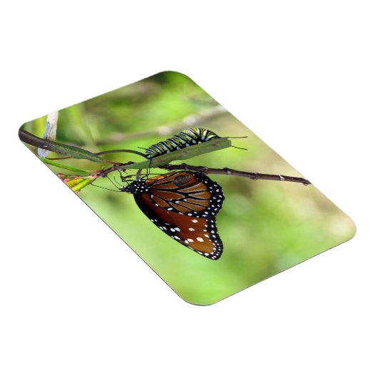 Koningin Butterfly en Monarch Caterstyle Magneet (Rechterzijde)