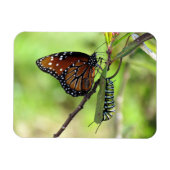 Koningin Butterfly en Monarch Caterstyle Magneet (Horizontaal)