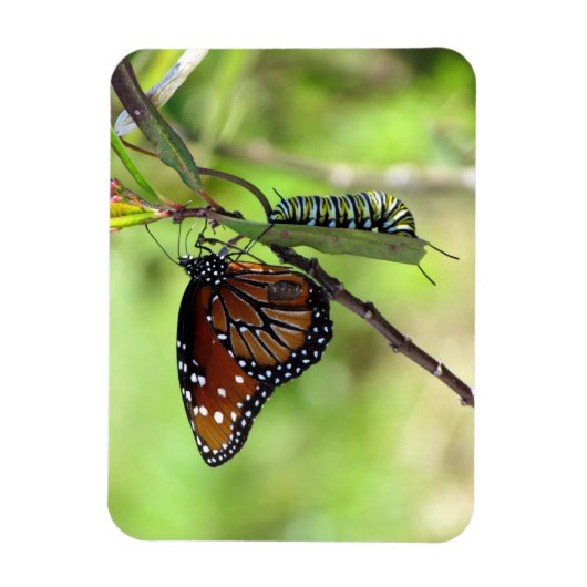 Koningin Butterfly en Monarch Caterstyle Magneet (Verticaal)