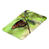 Koningin Butterfly en Monarch Caterstyle Magneet (Linkerzijde)