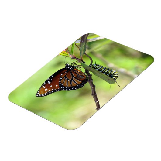 Koningin Butterfly en Monarch Caterstyle Magneet (Linkerzijde)