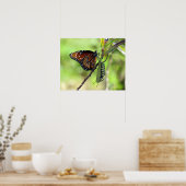 Koningin Butterfly en Monarch Caterstyle Poster (Keuken)