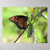 Koningin Butterfly en Monarch Caterstyle Poster (Voorkant)