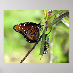 Koningin Butterfly en Monarch Caterstyle Poster