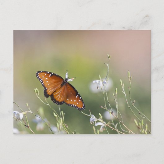 Koningin Butterfly in het daglicht Briefkaart (Voorkant)