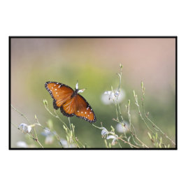 Koningin Butterfly in het daglicht Foto Afdruk