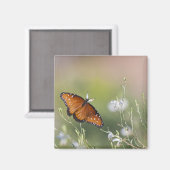 Koningin Butterfly in het daglicht Magneet (Voorkant / Achterkant)