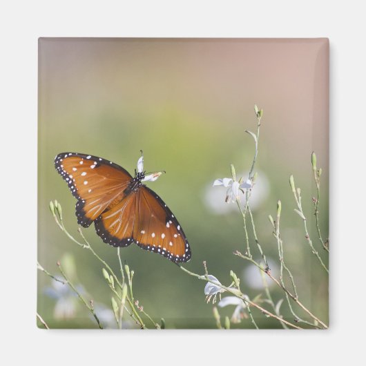 Koningin Butterfly in het daglicht Magneet (Voorkant)