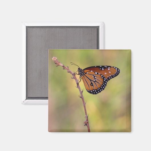Koningin Butterfly in het licht Magneet (Voorkant / Achterkant)