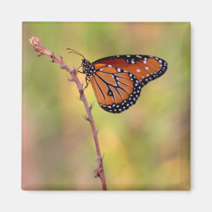 Koningin Butterfly in het licht Magneet
