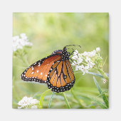 Koningin Butterfly Sunning on Milkweed Magneet (Voorkant)