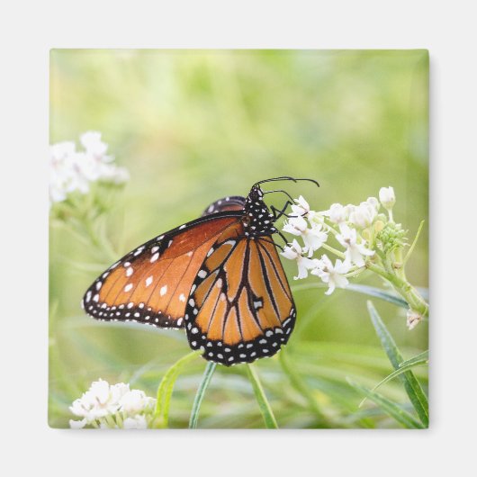 Koningin Butterfly Sunning on Milkweed Magneet (Voorkant)