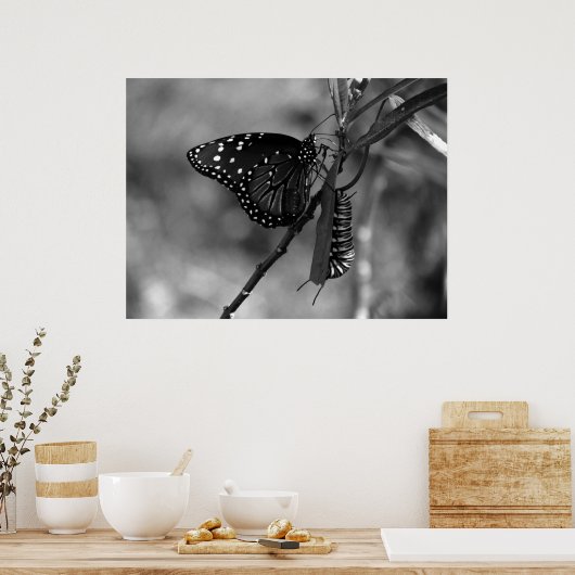 Koningin Butterfly w Monarch Caterpijler, B & W Poster (Keuken)