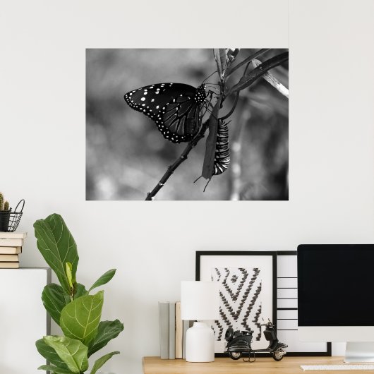 Koningin Butterfly w Monarch Caterpijler, B & W Poster (Thuiskantoor)