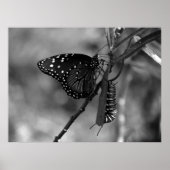 Koningin Butterfly w Monarch Caterpijler, B & W Poster (Voorkant)