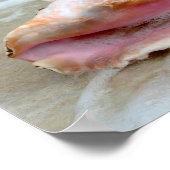 Koningin Conch in het Surf, Bahamas 8x10 Poster (Hoek)