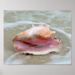Koningin Conch in het Surf, Bahamas 8x10 Poster