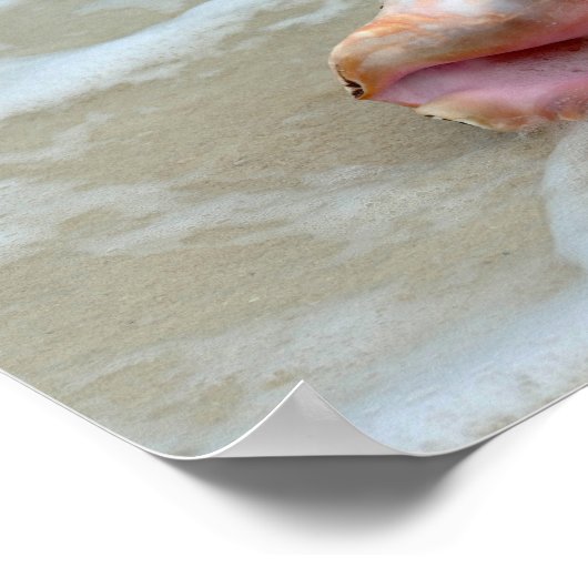 Koningin Conch in het Surf, Bahama's Poster (Hoek)