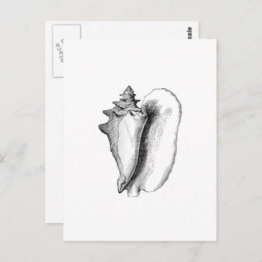 Koningin Conch (lijnkunst) Briefkaart (Voorkant / Achterkant)
