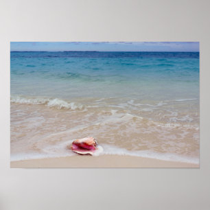 Koningin Conch op de Beach, Bahama's Poster