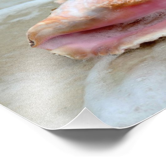 Koningin Conch op het strand Foto Afdruk (Hoek)