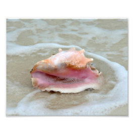 Koningin Conch op het strand Foto Afdruk