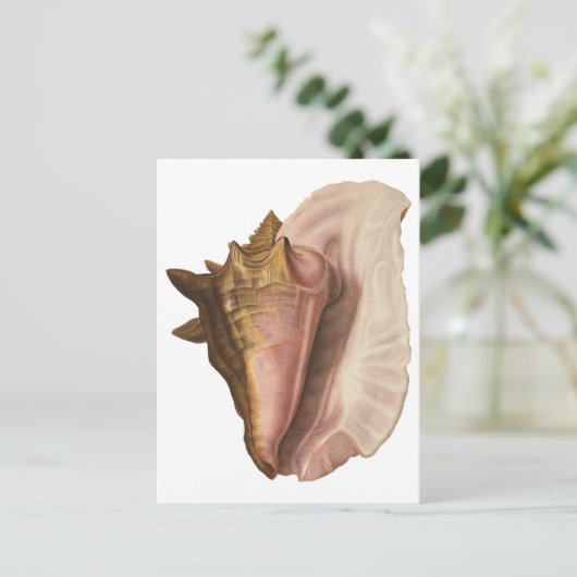 koningin Conch Seashell Shell, zeedier Briefkaart (Staand voorkant)