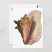  koningin Conch Seashell Shell, zeedier Briefkaart (Voorkant / Achterkant)