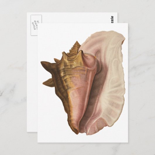  koningin Conch Seashell Shell, zeedier Briefkaart (Voorkant / Achterkant)