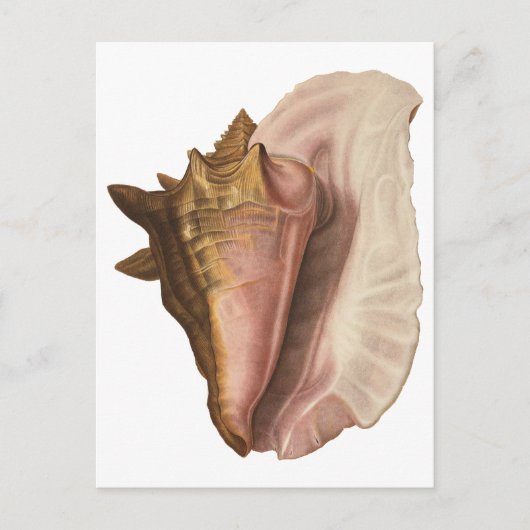  koningin Conch Seashell Shell, zeedier Briefkaart (Voorkant)