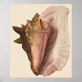 koningin Conch Seashell Shell, zeedier Poster (Voorkant)