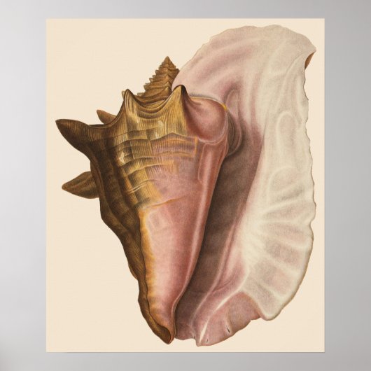 koningin Conch Seashell Shell, zeedier Poster (Voorkant)