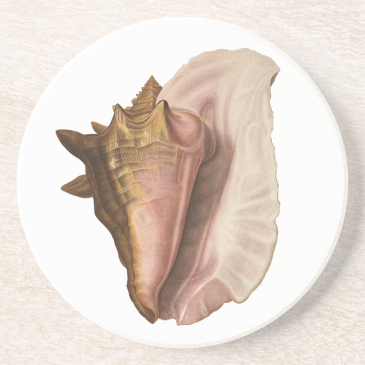  koningin Conch Seashell Shell, zeedier Zandsteen Onderzetter (Voorkant)