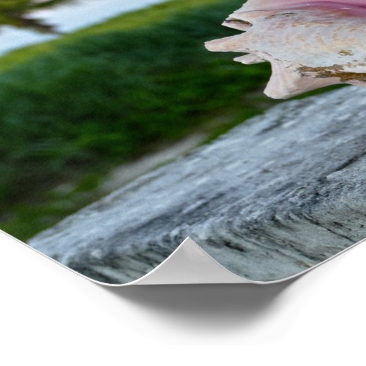 Koningin Conch Shell op een muur, de Bahama's Poster (Hoek)