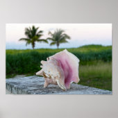 Koningin Conch Shell op een muur, de Bahama's Poster (Voorkant)
