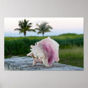 Koningin Conch Shell op een muur, de Bahama's Poster