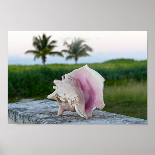 Koningin Conch Shell op een muur, de Bahama's Poster (Voorkant)