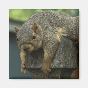 Koningin Eleanor van het Koninkrijk der Nederlande Magneet